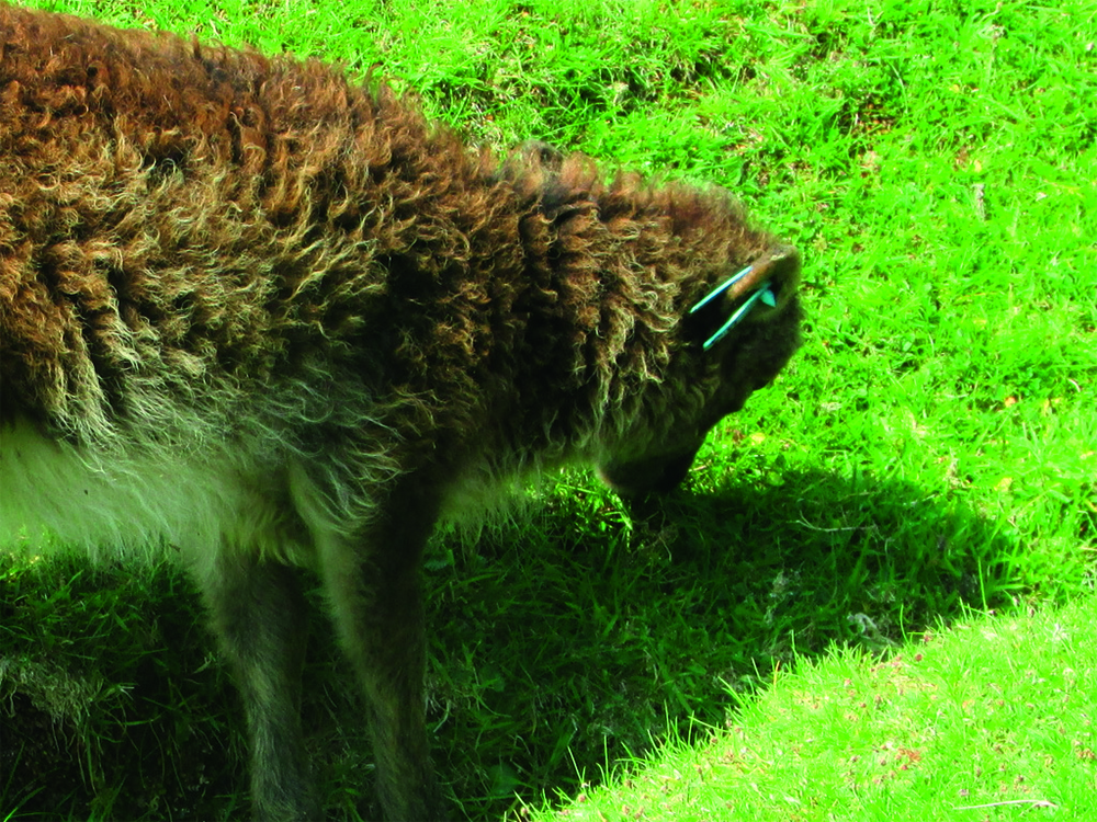 A Soay sheep grazing on bright green grass, showing its distinctive small frame and thick, shaggy coat.