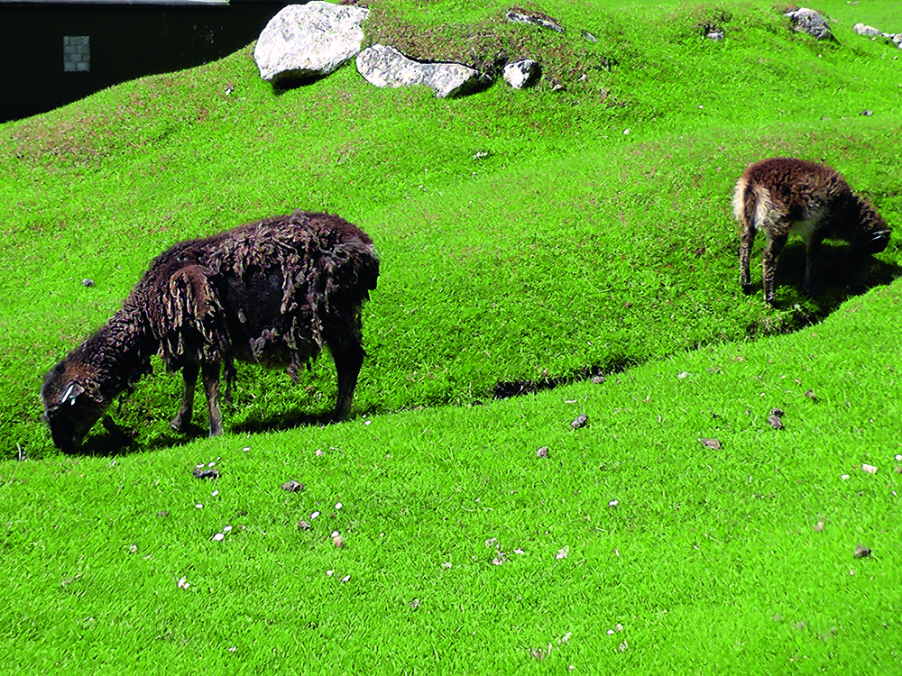 Two Soay sheep grazing on bright green grass along the old Main Street of St Kilda, with scattered stones and gentle slopes.
