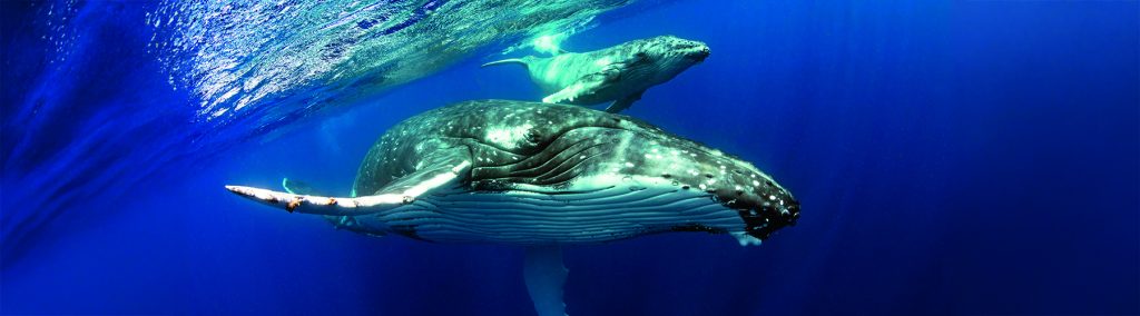 Humpback whale and calf swimming beneath the surface, illustrating marine life reliant on ocean sound and communication