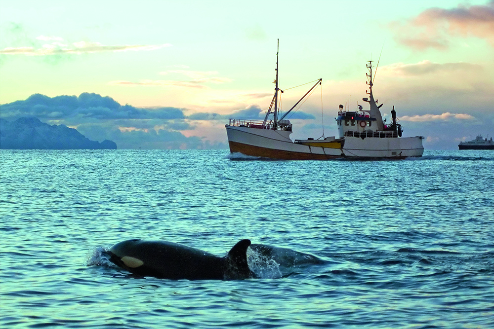Orca surfacing near a fishing boat at sea, highlighting interaction between marine wildlife and vessel activity