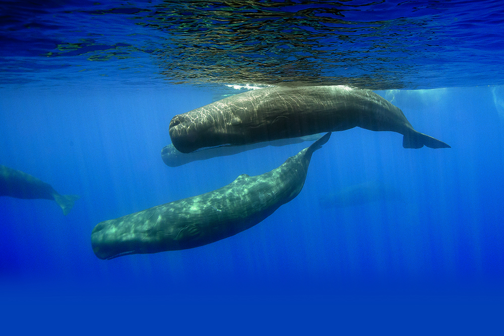 Sperm whales swimming below the surface, highlighting species reliant on echolocation and vulnerable to ocean noise pollution
