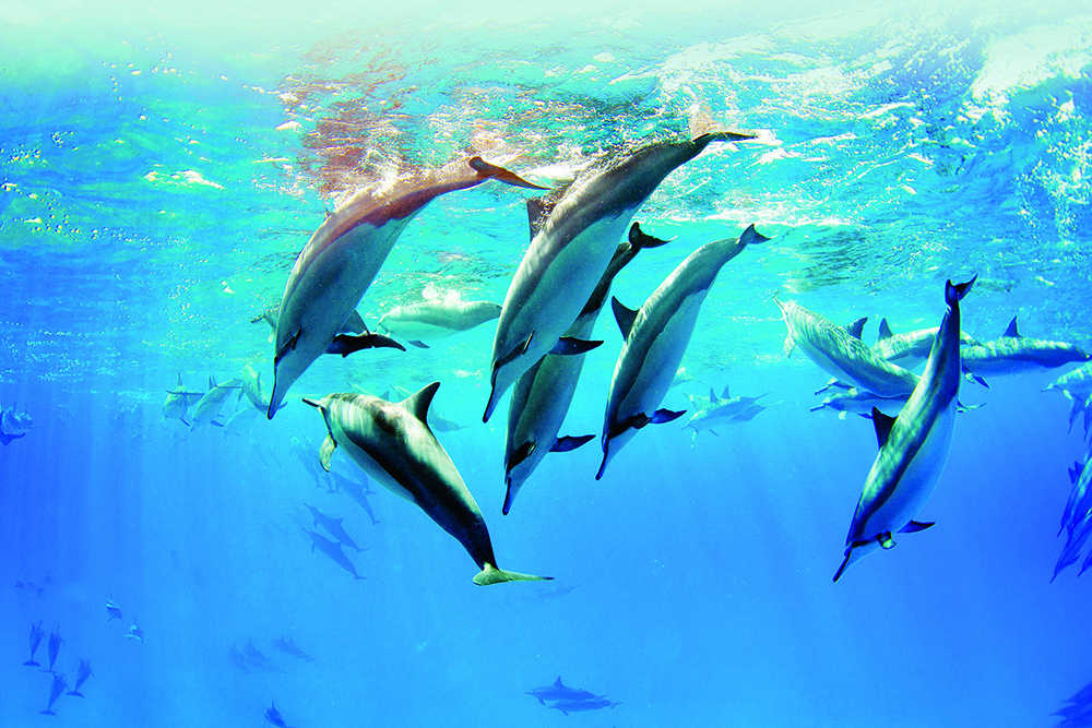 Pod of dolphins swimming and communicating underwater, highlighting reliance on sound and risk from ocean noise pollution