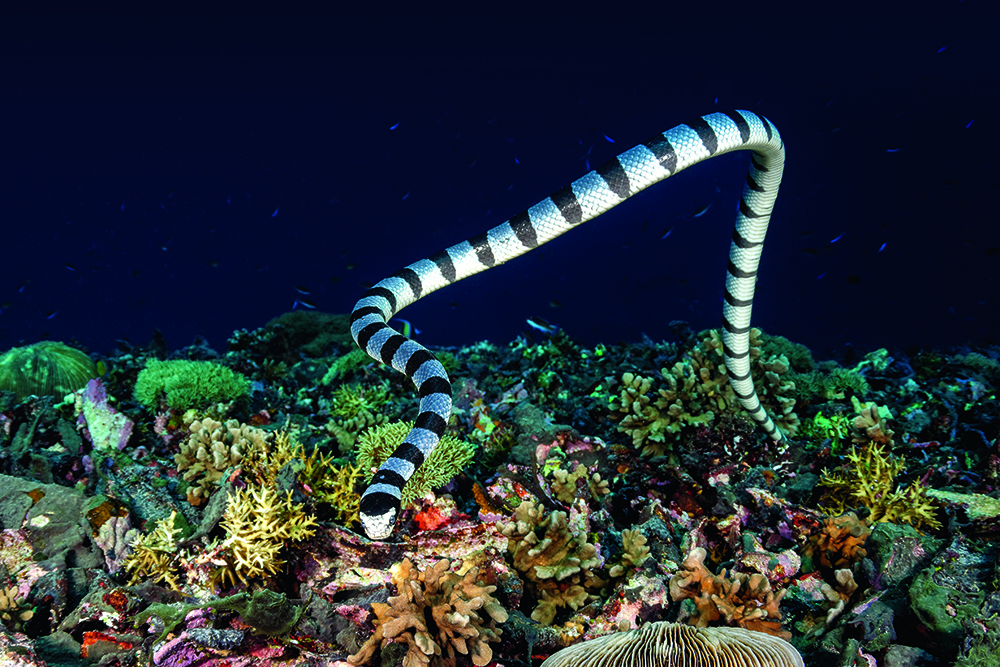 Banded sea snake swimming over coral reef, highly venomous marine reptile in clear tropical ocean water.