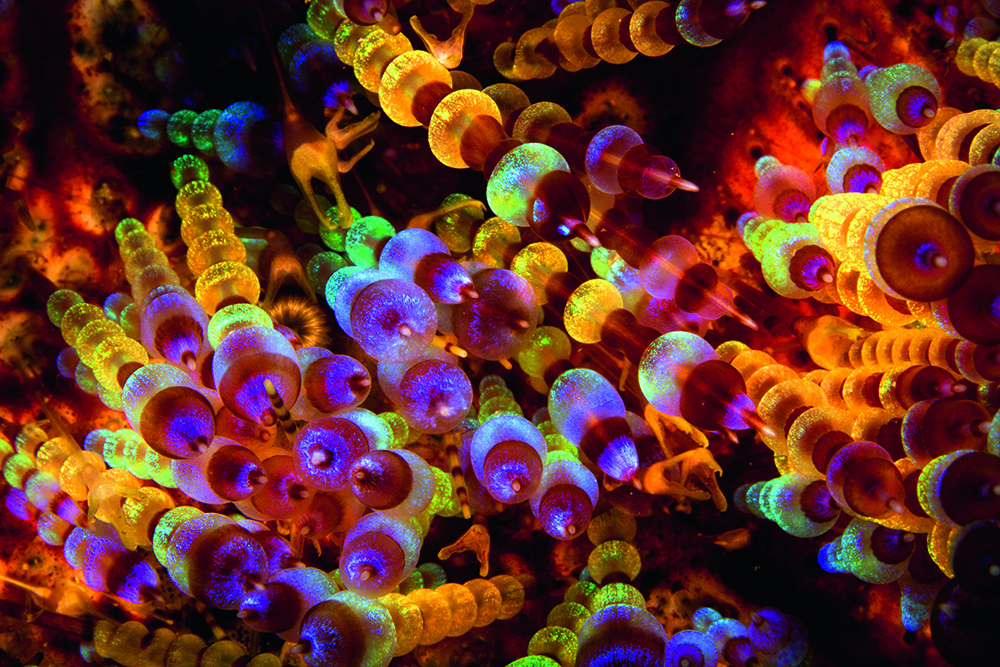 Close-up of Fire Urchins with stinging cells and tentacles, showing microscopic venom delivery structures in marine life.