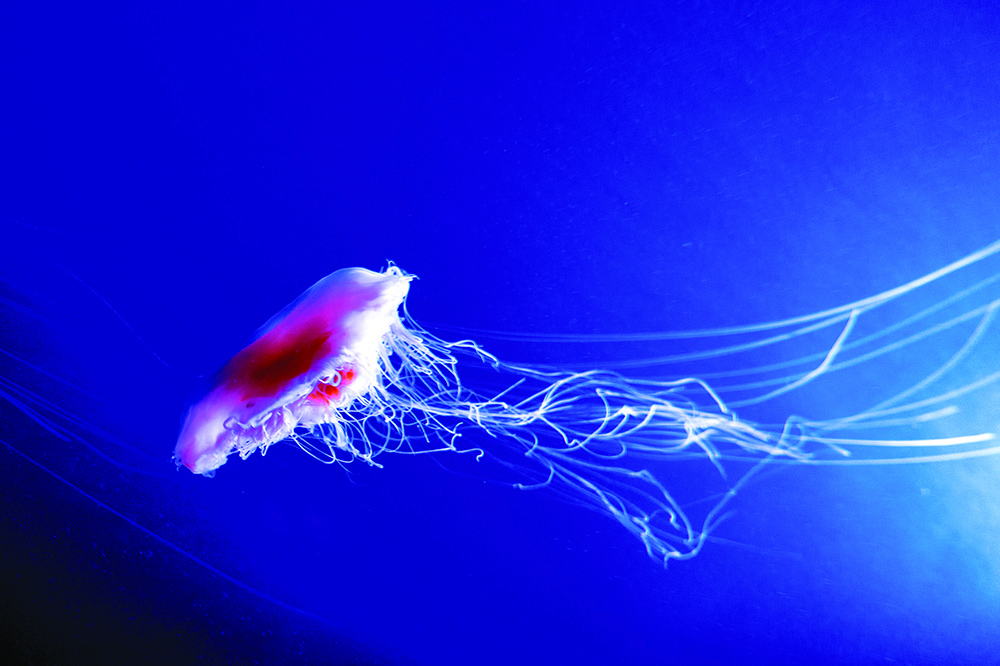 Lions Mane Jellyfish drifting in deep blue water, long trailing tentacles carrying venomous stinging cells in open ocean.