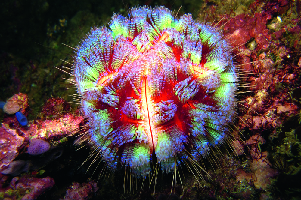 Fire urchin Asthenosoma ijimai on reef, bright colours and sharp spines signalling venomous defence among coral and rocky seabed.