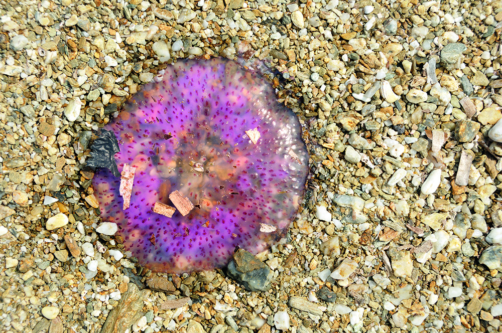Mauve stinger stranded on pebbled beach, translucent bell with spots, still capable of stinging despite being out of water.