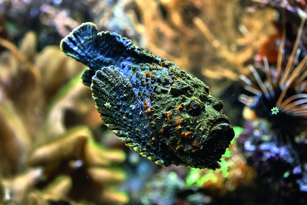 Camouflaged Reef Stonefish (Synanceia verrucosa) resting on reef, blending with coral and algae, venomous spines hidden along its dorsal fin.