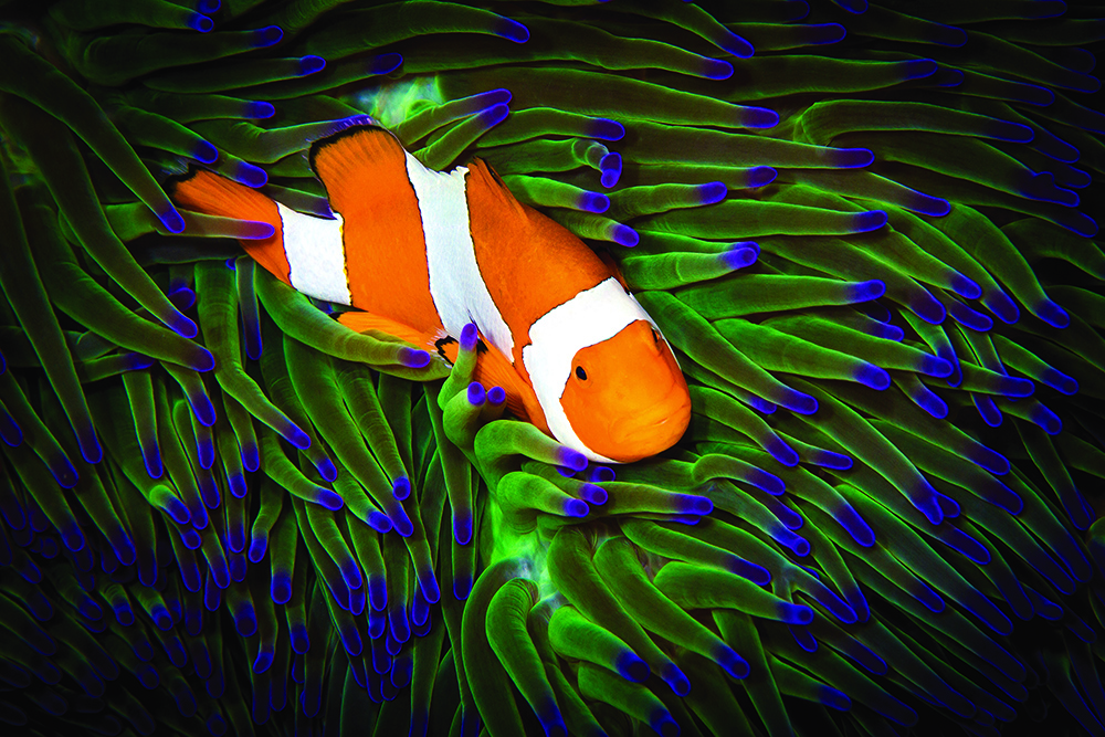 Clownfish nestled in sea anemone tentacles, symbiotic reef fish living among venomous stinging cells.