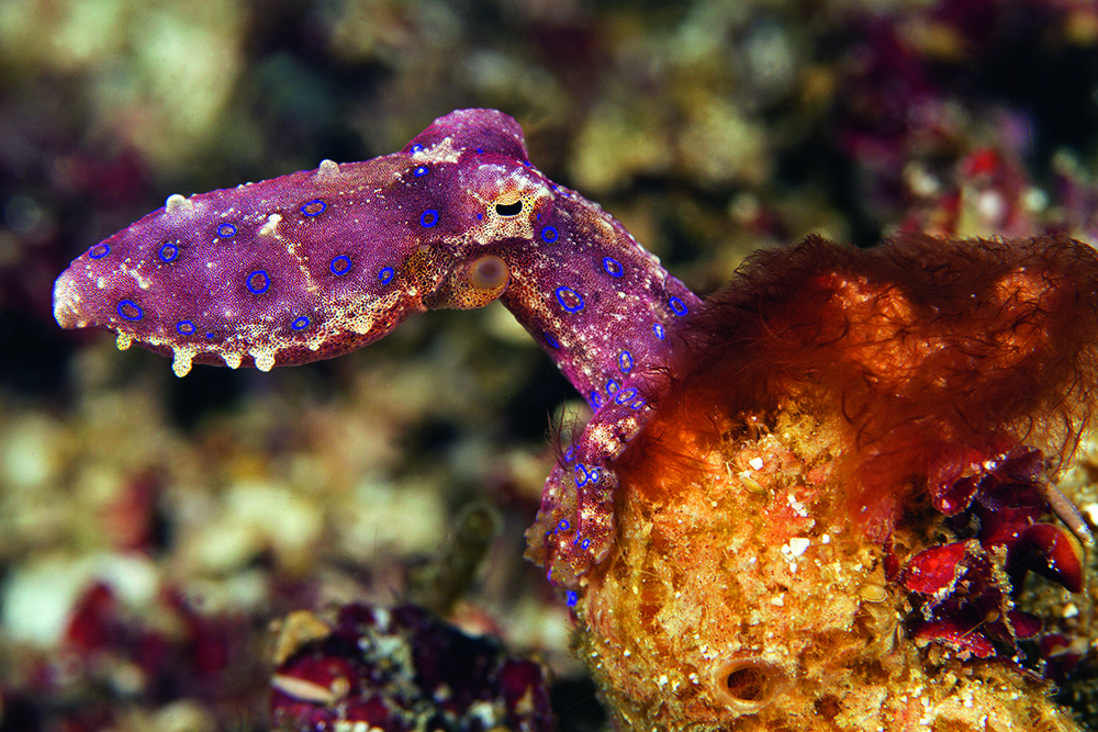 Blue-ringed octopus perched on reef rock, displaying subtle blue spots that warn of its highly venomous bite.