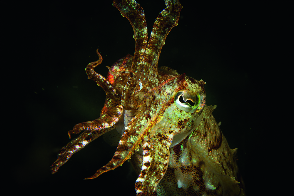 Cuttlefish hovering in dark water, displaying tentacles and camouflage pattern, a venomous cephalopod predator.
