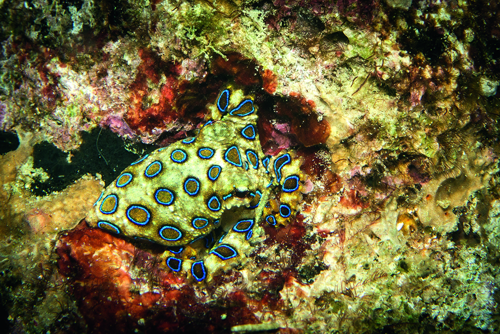 Blue-ringed octopus on coral reef, vivid blue rings signalling highly venomous marine species in shallow tropical waters.