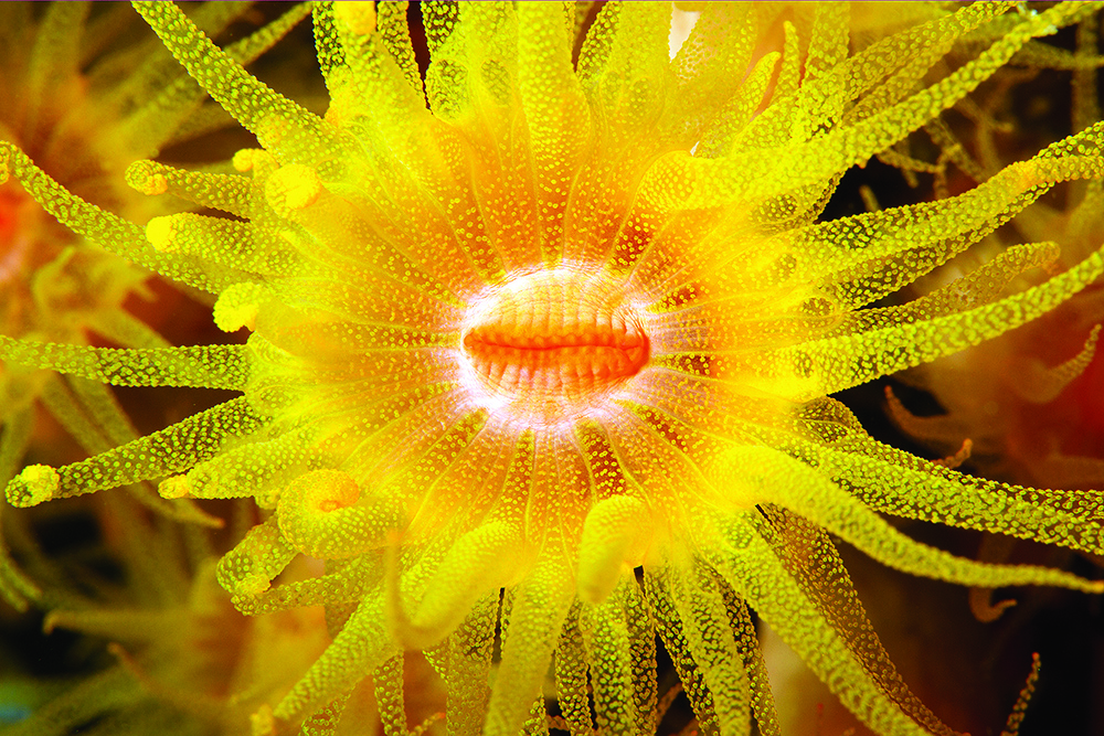 Close-up of Cnidarians with extended tentacles and stinging cells, showing feeding and defence in reef habitat.