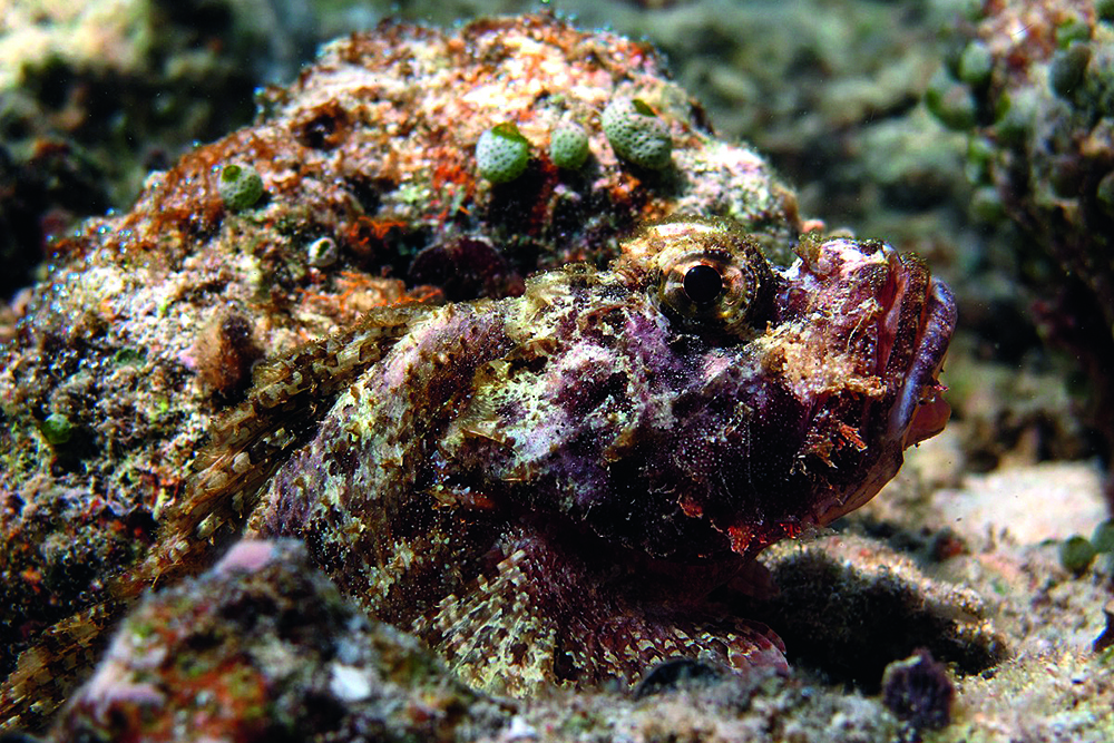 Scorpionfish camouflaged against reef rock, blending into seabed with venomous spines concealed among algae and coral.