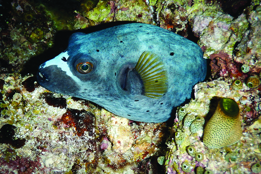 Pufferfish resting on reef seabed among coral and sponges, highlighting tetrodotoxin-bearing species in tropical waters.