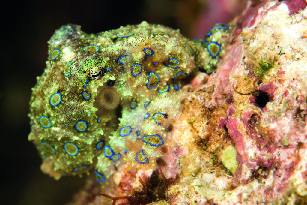 Blue-ringed octopus camouflaged on reef rock, showing subtle blue markings that signal highly venomous defence.