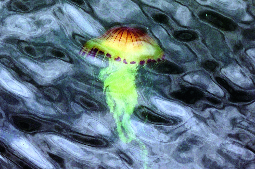 Compass jellyfish drifting at surface, translucent bell and trailing tentacles carrying stinging cells in coastal waters.