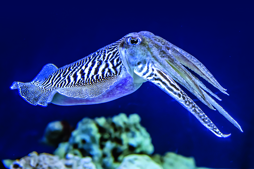 Cuttlefish swimming over reef, displaying striped pattern and tentacles, a venomous cephalopod in tropical waters.