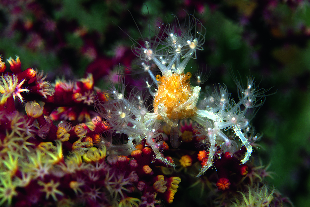 Decorator crab on coral glueing stinging hydroid polyps to its carapace, in reef ecosystem.