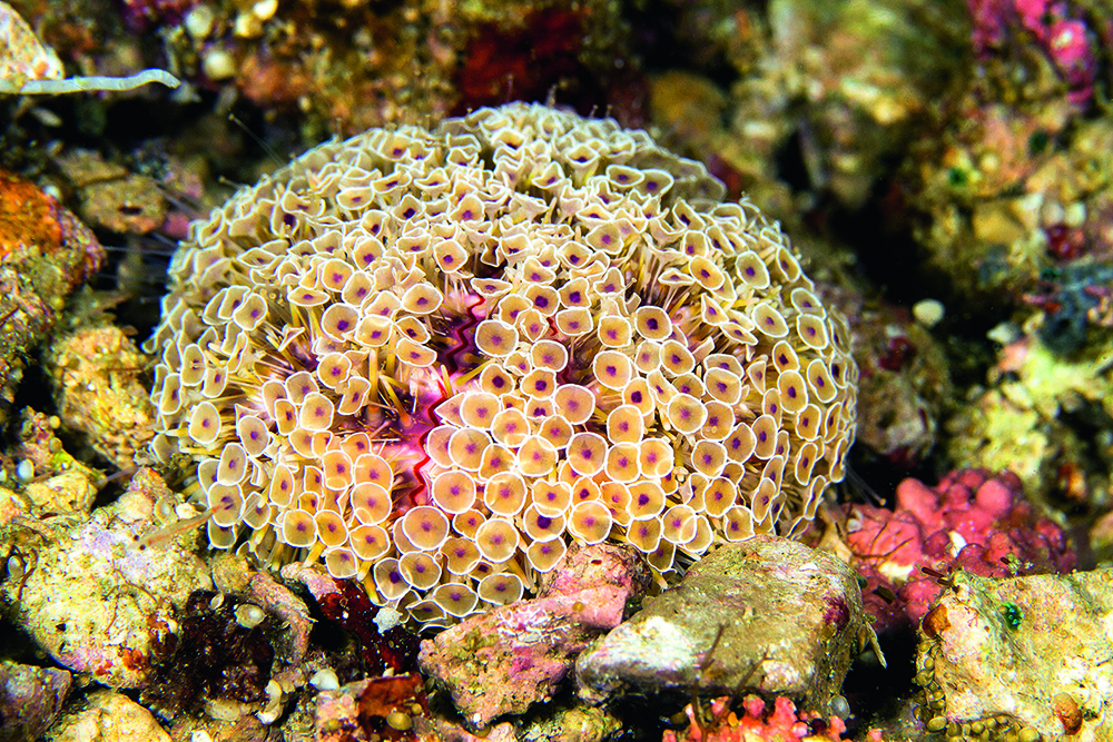Toxopneustes pileolus Flower urchin on reef seabed, covered in venomous pedicellariae among coral and rubble in tropical waters.