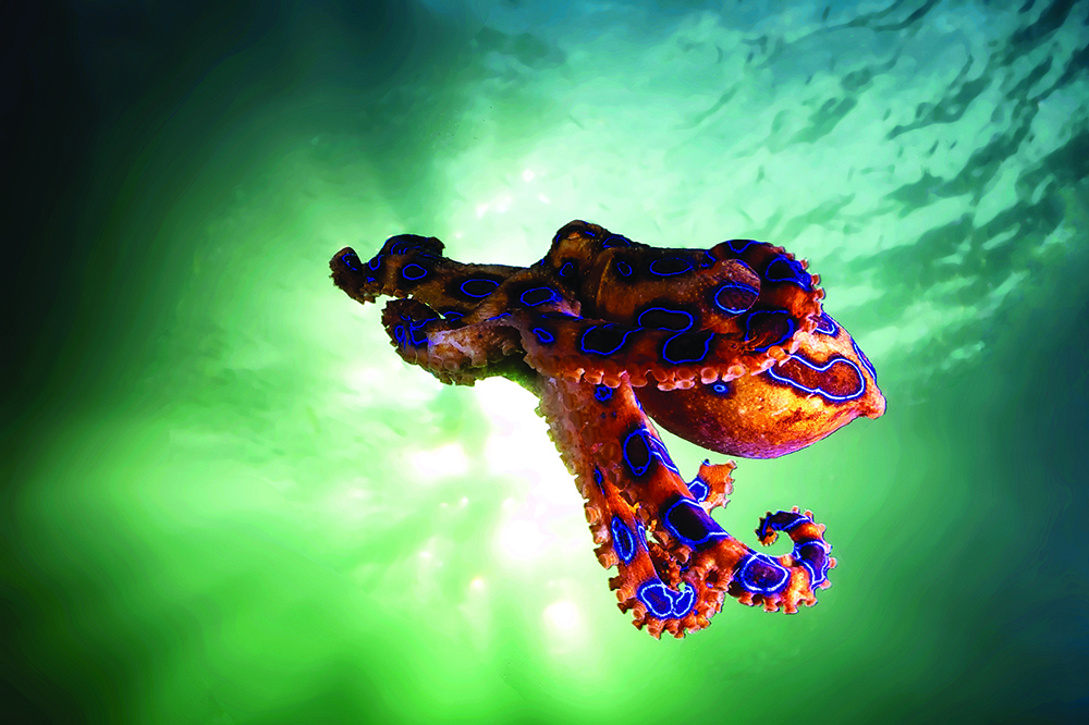 Blue-ringed octopus swimming in shallow tropical water, displaying vivid blue rings and venom warning coloration.
