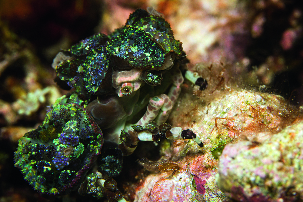 Well-camouflaged Corallimorph Decorator Crab blending into coral and rock, showing textured skin and natural underwater habitat.