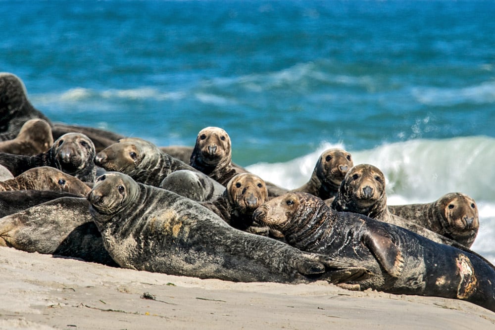 Grey seals on Monomoy National Wildlife Refuge, Cape Cod USA. © John J King