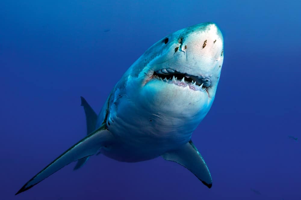 GREAT WHITE SHARK - THE MOUTH Photo: © Below-Surface