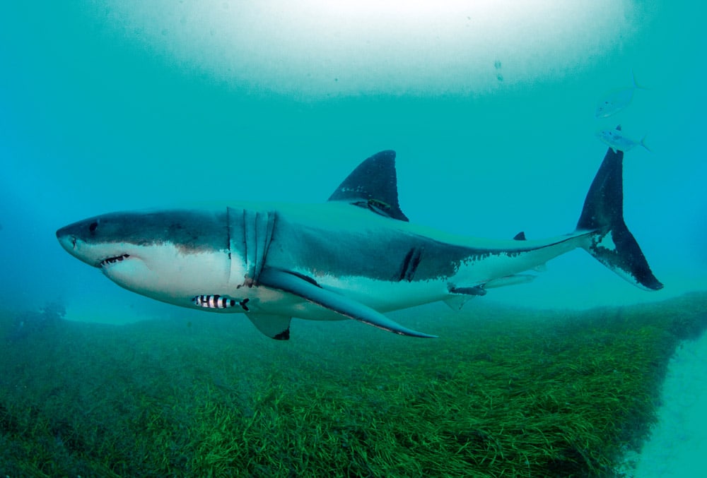 Tagged shark South Australia © Andrew Fox