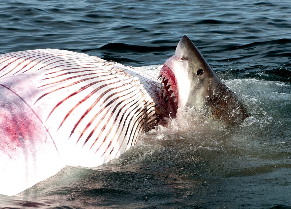 White shark feeds on whale carcass Cape Cod USA © Pam King