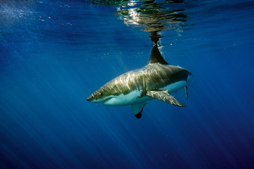 Great White shark while coming to you on deep blue ocean background © Andrea Izzotti