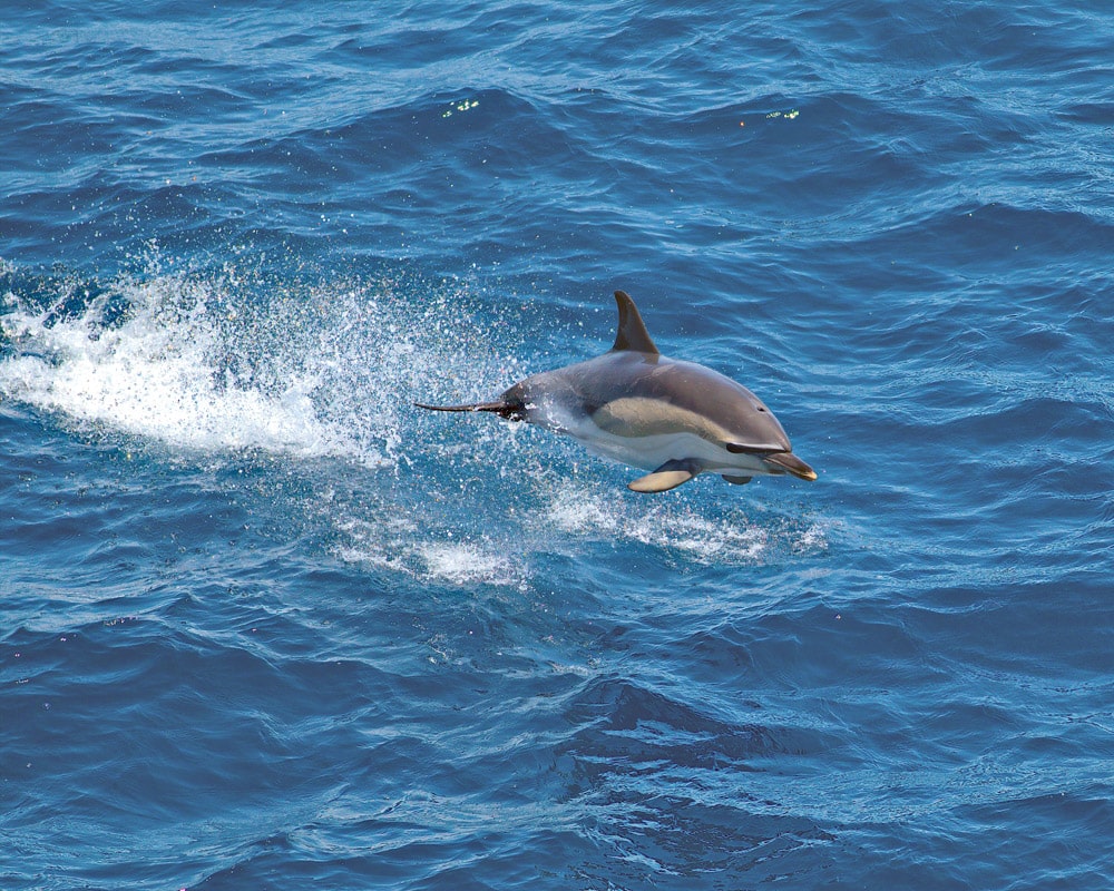Dolphin are regular visitors to the islets. © Dr John A Horsfall - iStockphoto.com    