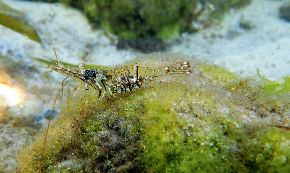 Rock pool shrimp. © vojce -  iStockphoto.com