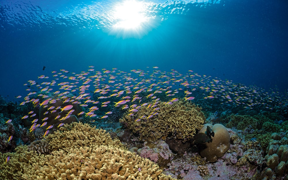 Sunlight reflects through the surface onto a coral reef in the Maldives. Scientists project coral reefs to decline by a further 70% to 90% by 2030 if global warming reaches 1.5 degrees. 
