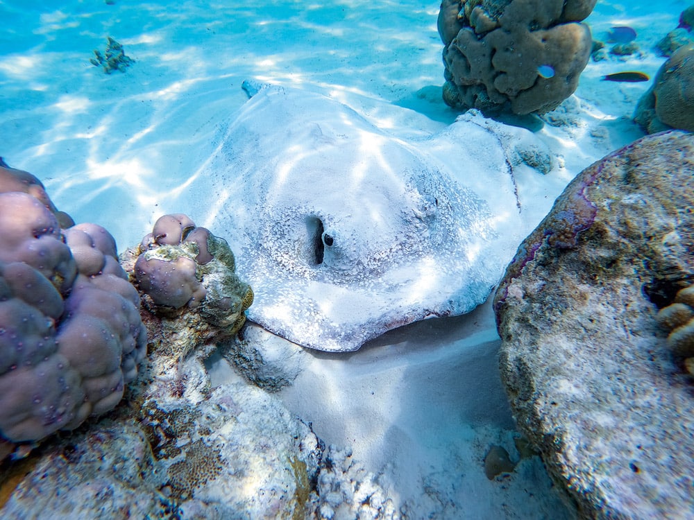 Large Stingray on the ocean floor resting near a coral reef. © iStock-Joanne Wastchak.