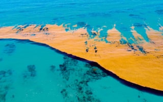 Caribbean sea covered by sargasso algae.