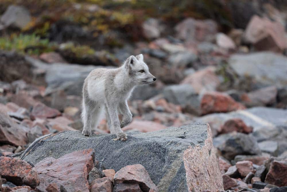 Arctic Expedition Micro Cruises from Secret Atlas