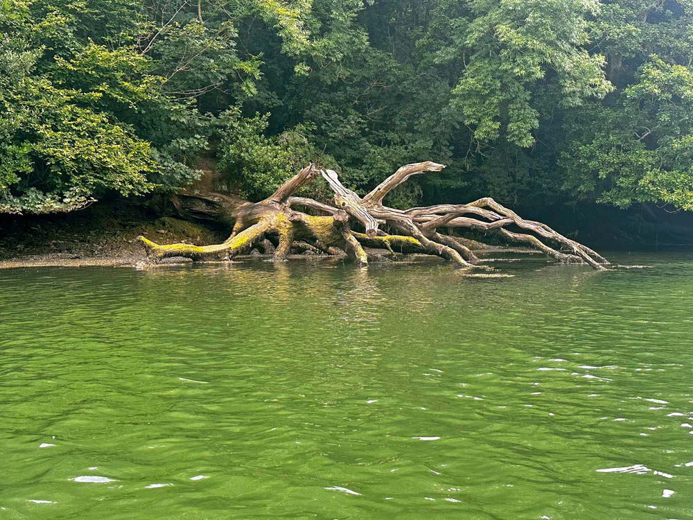 Exposed tree roots stretch into the green water along a shaded bend of Frenchman’s Creek, surrounded by dense woodland.