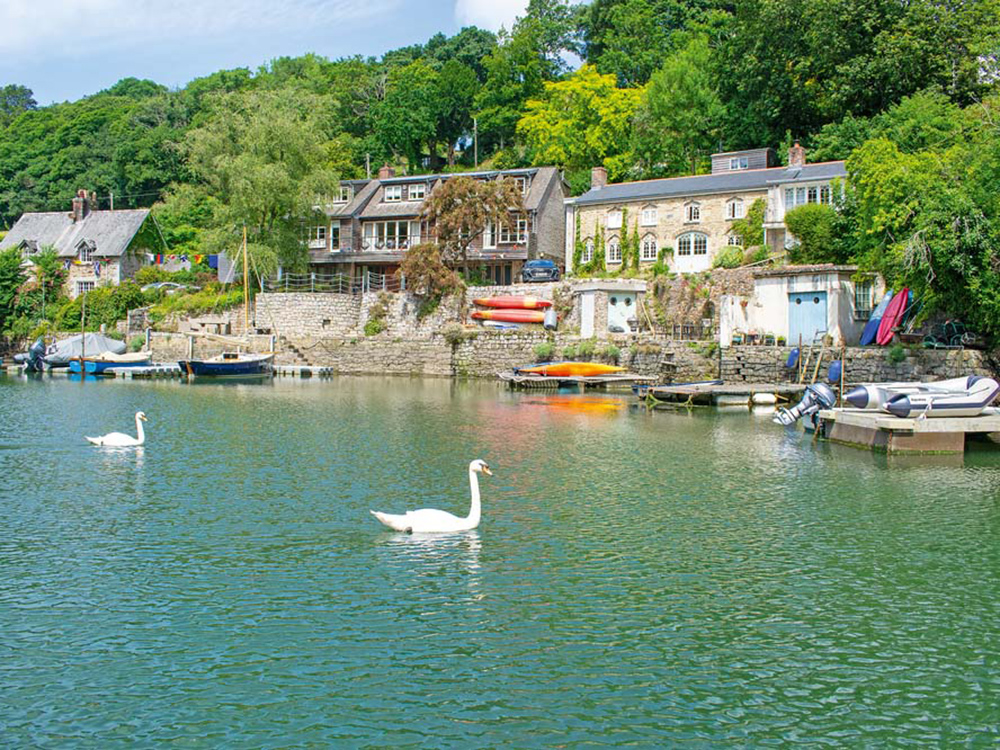 Swans glide along Port Navas Creek, with waterside cottages, small boats and lush greenery lining the sheltered inlet.