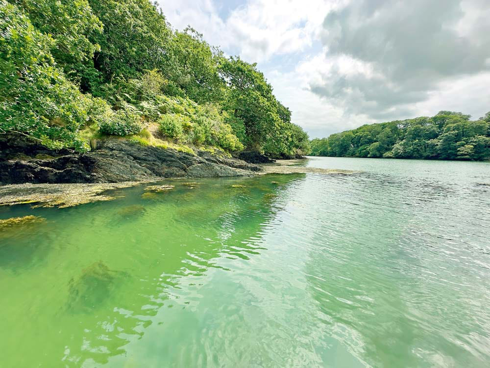 Clear green water and overhanging woodland at the mouth of Frenchman’s Creek on the Helford River.