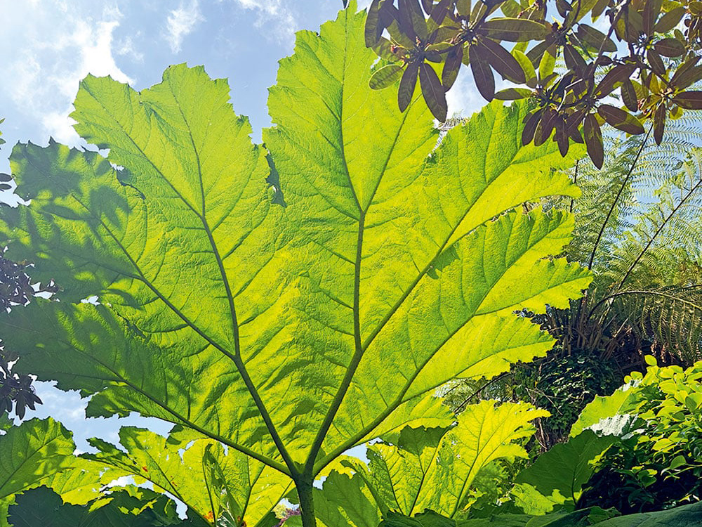 Sunlight filtering through giant gunnera leaves in the subtropical gardens at Trebah.