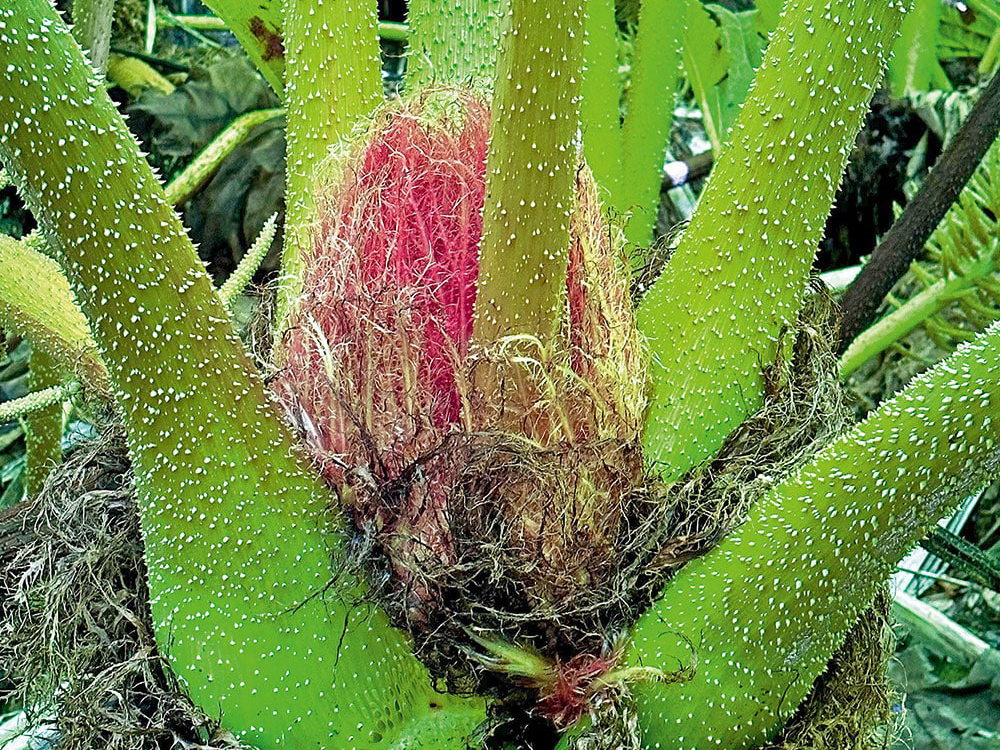 Close-up of a tropical plant at Trebah Gardens, showing bright green spiny stems surrounding a vivid pink central crown.
