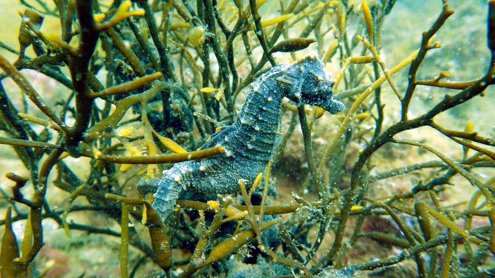 The spiny seahorse, designated as a protected species under the Wildlife and Countryside Act, finds sanctuary in Studland Bay’s seagrass meadows.