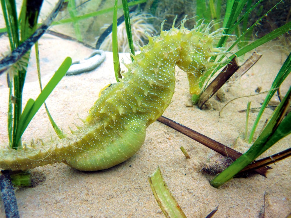 The spiny seahorse, designated as a protected species under the Wildlife and Countryside Act, finds sanctuary in Studland Bay’s seagrass meadows.