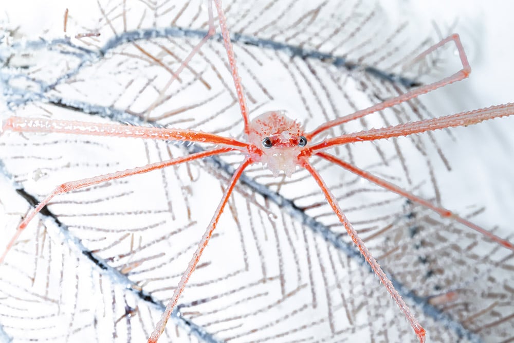 A squat lobster discovered living on a deep-sea coral.