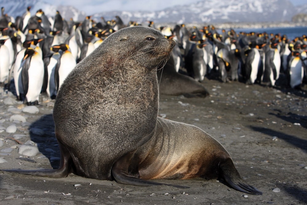 Antarctic Fur Seal’s will defend their territories to the death - Salisbury Plain © G.Fasanelli. Ocean habitats
