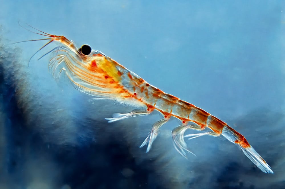 Antarctic krill, Euphausia superba, is a species of krill found in the Antarctic waters of the Southern Ocean. They are a key species in the Antarctic ecosystem. © iStock-Gerald Corsi