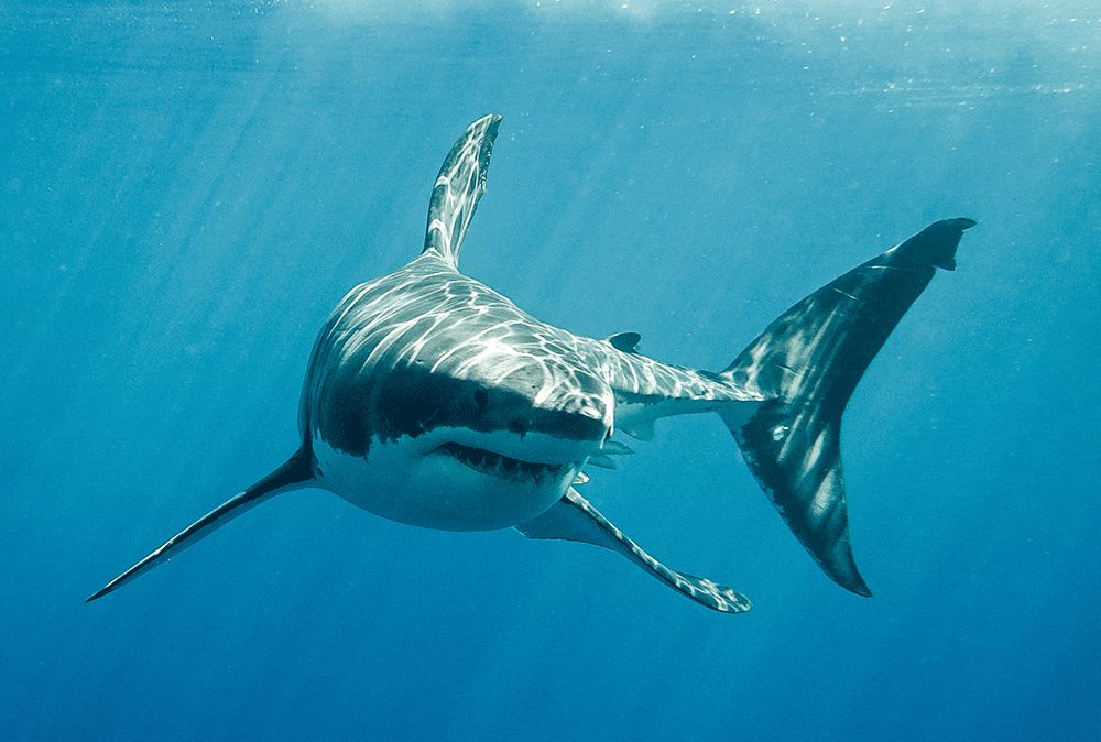 Great white shark with its main four fins swimming in the Pacific Ocean at Guadalupe Island in Mexico