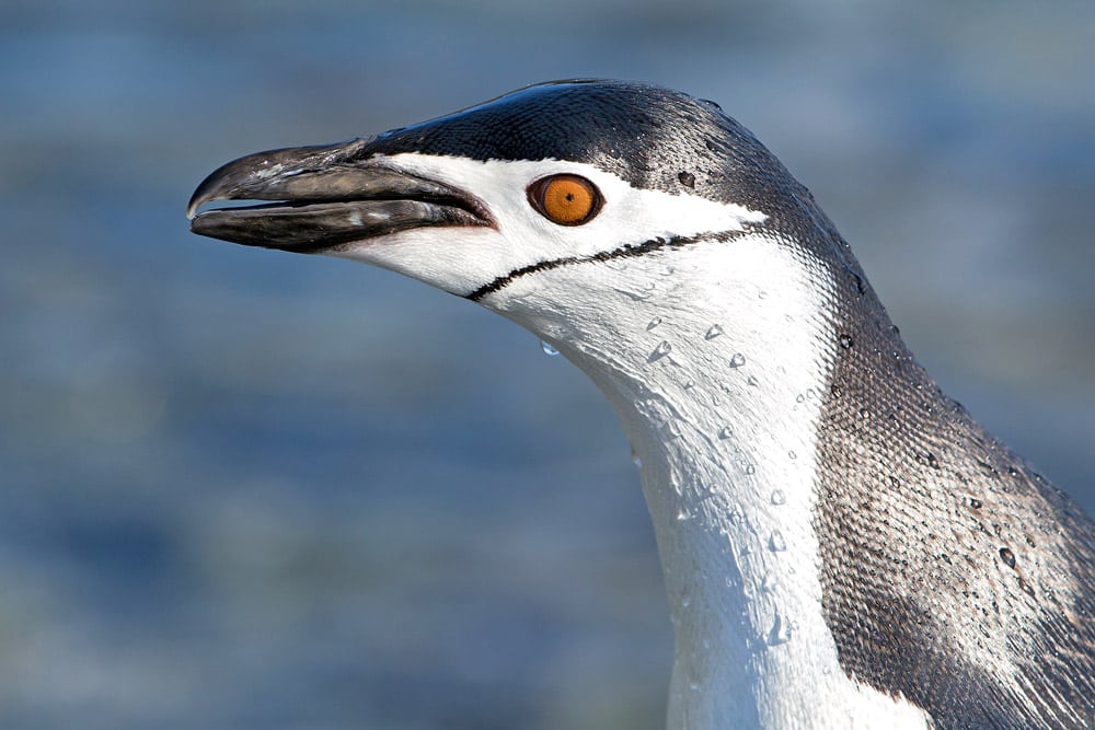 Chinstrap penguins Half Moon, Yankee Harbour, Fort Point, Hardy Cove.