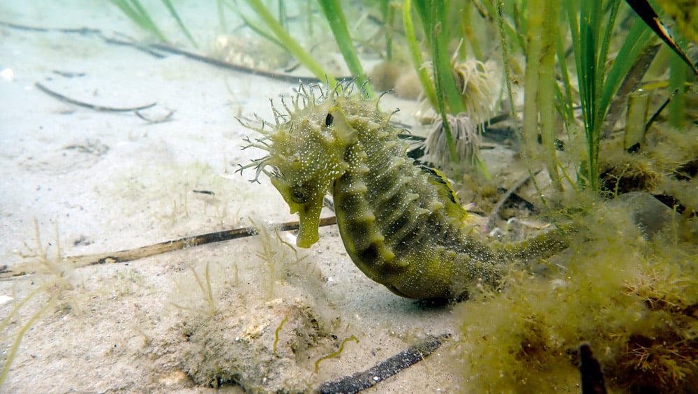 Seahorse - Studland Bay